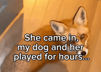 C2711023_friends #wholesome #animals_part2