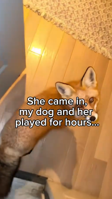 C2711023_friends #wholesome #animals_part2