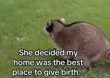 C2711024_should name her, Santa Claus #wholesome #animals_part2