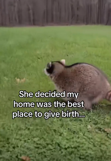 C2711024_should name her, Santa Claus #wholesome #animals_part2