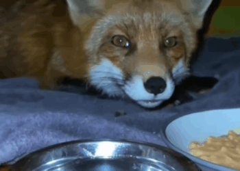 C2711025_is so good! #wholesome #animals_part2