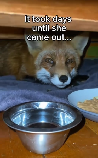 C2711025_is so good! #wholesome #animals_part2