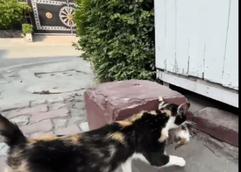 C0311005_Rescue cat. #rescue #rescuecat #rescueanimals #cat #animals #fyp_part2