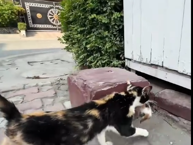 C0311005_Rescue cat. #rescue #rescuecat #rescueanimals #cat #animals #fyp_part2