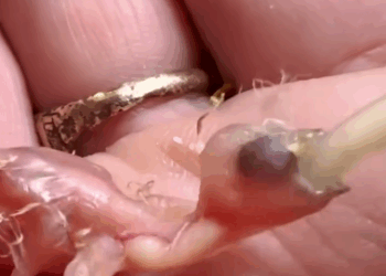 C0611011_man picked up tiny egg surprises kept happening_part2