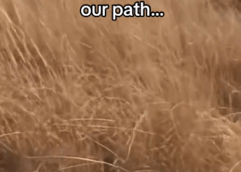 C2711026_TikTok_part2