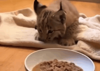 C2711027_long form is on Yt not link below #wholesome #animals_part2