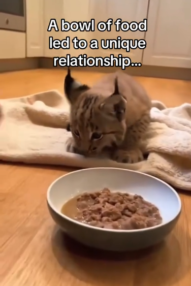 C2711027_long form is on Yt not link below #wholesome #animals_part2