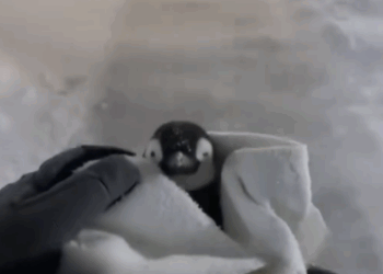 C2711028_Pengyyyy rescue #wholesome #animals_part2
