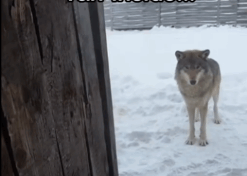 C2711029_Wolf babies! #wholesome #animals_part2