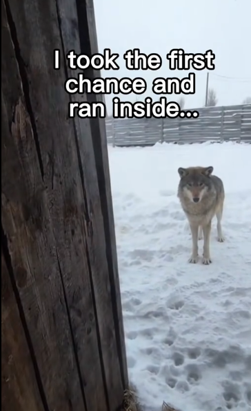 C2711029_Wolf babies! #wholesome #animals_part2