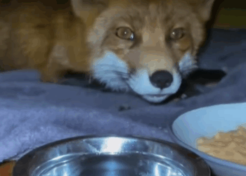 C2711030_is so good! #wholesome #animals (1)_part2