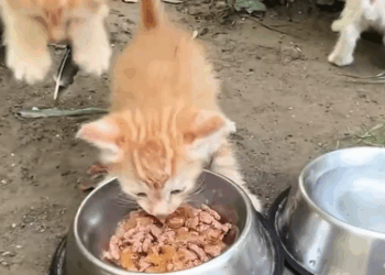 C0611012_Rescue kittens abandoned thrown away by evil people_part2