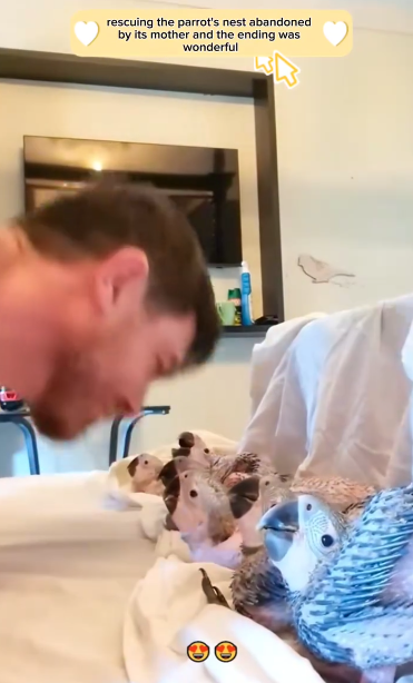 C0611013_Rescuing flock of baby parrots abandoned by their mother in for…_part2