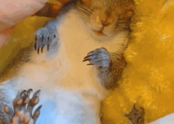 C0611014_Rescue baby squirrel hanging tree branch ending…….._part2