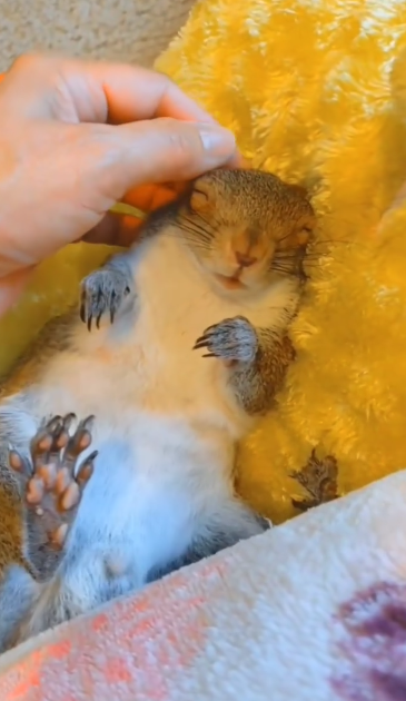 C0611014_Rescue baby squirrel hanging tree branch ending…….._part2