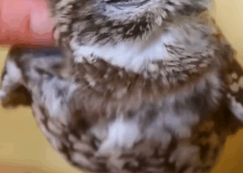 C0611015_Rescue owl #rescue #rescueanimals #animals…_part2
