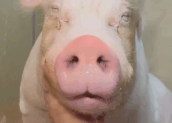 C0711001_couple picked up pig brought it home #animals #rescueanima…_part2