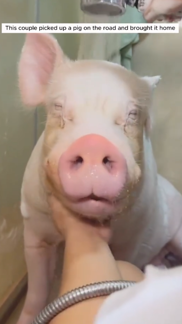 C0711001_couple picked up pig brought it home #animals #rescueanima…_part2