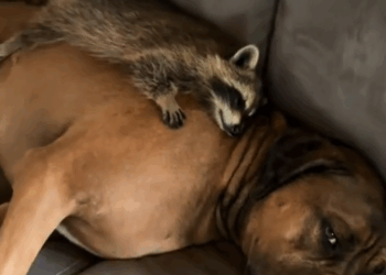 C0711002_Man rescued raccoon stuck in his car grill adopted it #animals_part2