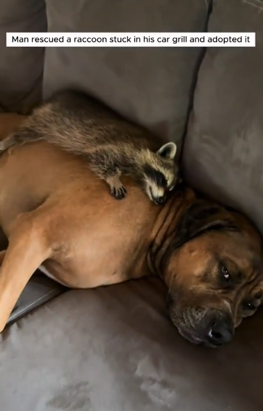 C0711002_Man rescued raccoon stuck in his car grill adopted it #animals_part2