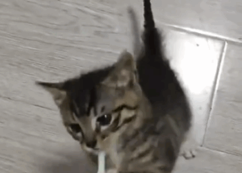 C0711003_kitten got lost its mother followed me home #animals #r…_part2