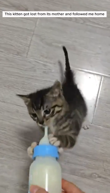 C0711003_kitten got lost its mother followed me home #animals #r…_part2