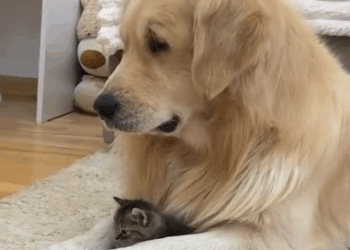 C0711004_kitten followed me home was adopted by my dog #animals #resc…_part2