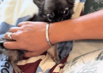 C0311007_Poor puppy. #rescue #rescueanimals #animals #animalsoftiktok #rescuep…_part2