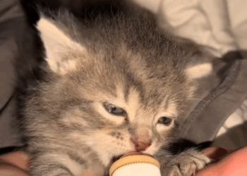 C0711006_Girl found lost kitten in her backyard adopted it #animals #res…_part2