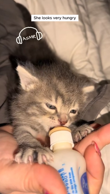 C0711006_Girl found lost kitten in her backyard adopted it #animals #res…_part2