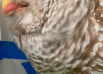 C0711007_woman found an injured owl on road brought it home #anim…_part2