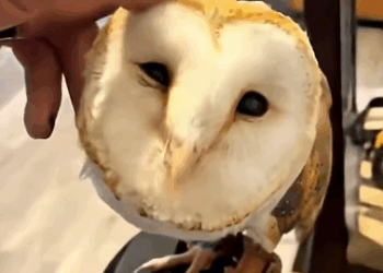 C0711009_couple found an owl in their old fireplace adopted it #anima…_part2