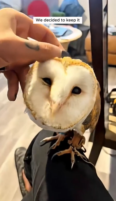 C0711009_couple found an owl in their old fireplace adopted it #anima…_part2