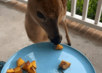 C0711010_rescued drowning baby deer my dog adopted it #animals #rescue…_part2