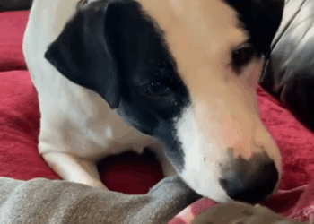 C0711011_Man found baby squirrel fell out of its nest adopted it #animal…_part2