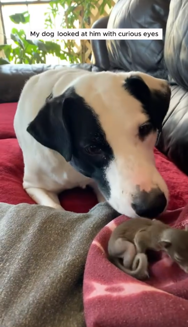 C0711011_Man found baby squirrel fell out of its nest adopted it #animal…_part2