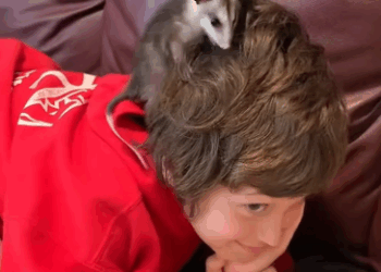 C0711012_woman found lost baby opossum on road brought it home_part2