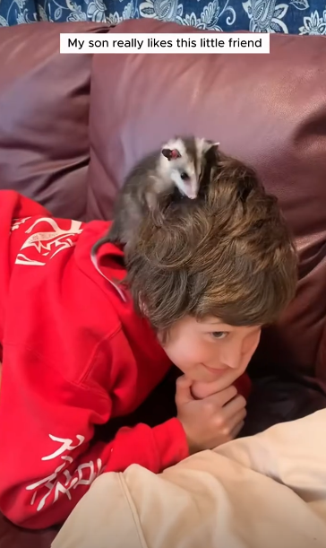 C0711012_woman found lost baby opossum on road brought it home_part2