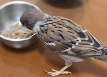 C0711013_Man found revived weak bird on road #animals #rescueanimals…_part2