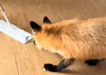 C0711014_woman rescued fox stuck in net adopted it #animals #rescue…_part2