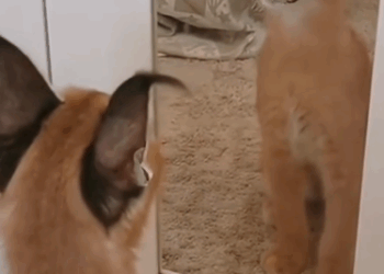 C0711015_Man found baby caracal lost its mother adopted it #animals #res…_part2