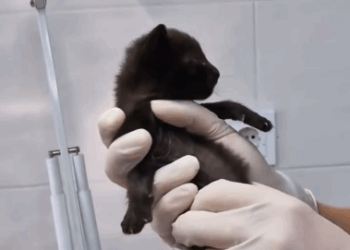 C0311006_Rescue kitten. #rescue #rescueanimals #rescuecat #kitten #cat #animal…_part2