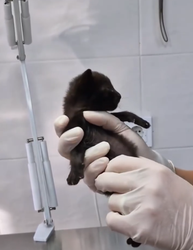 C0311006_Rescue kitten. #rescue #rescueanimals #rescuecat #kitten #cat #animal…_part2