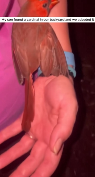 C0711016_My son found cardinal in our backyard we adopted it #animals #r…_part2