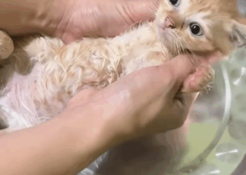 C0711017_Man found lost kitten on street adopted it #animals #rescue…_part2