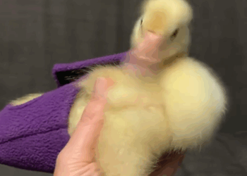 C0711018_Girl rescued an abandoned baby goose adopted it #animals #rescuea…_part2