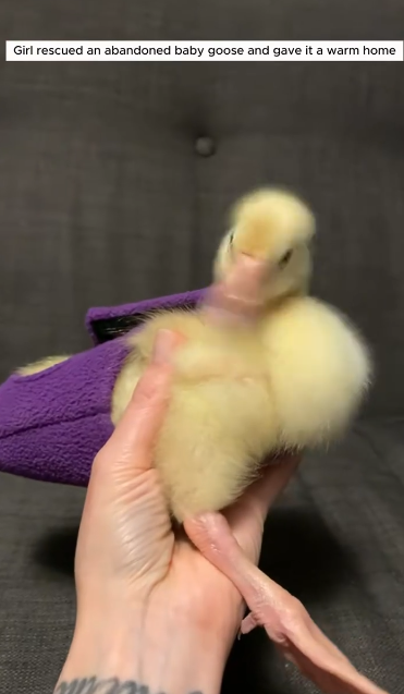 C0711018_Girl rescued an abandoned baby goose adopted it #animals #rescuea…_part2
