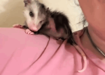 C0711019_Girl found lost baby opossum in her garden adopted it #animals_part2