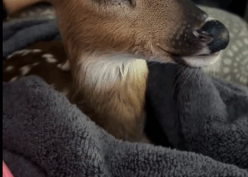 C0711020_Man rescued drowning baby deer adopted it #animals #rescueanima…_part2